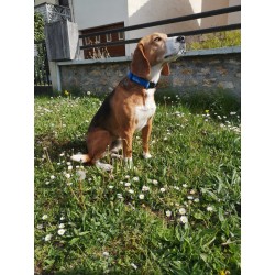 Collier Réglable France...