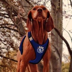 Harnais Canicross CCPT